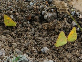 Anadolu Azameti (Colias aurorina)