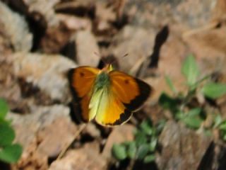 Anadolu Azameti (Colias aurorina)