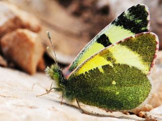 Do�u Elfinstonyas�&nbsp;(Euchloe&nbsp;penia)