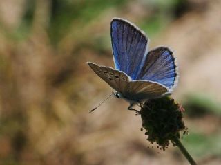 okgzl Attalos Mavisi (Polyommatus schuriani attalaensis)