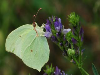 Anadolu Orakkanad (Gonepteryx farinosa)