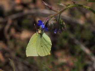 Anadolu Orakkanad�&nbsp;(Gonepteryx&nbsp;farinosa)