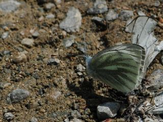 izgili Da Beyazmelei (Pieris bryoniae)