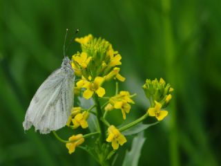 Yalanc Beyazmelek (Pieris pseudorapae)