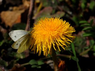 Yalanc� Beyazmelek&nbsp;(Pieris&nbsp;pseudorapae)