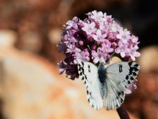 Kk Beneklimelek (Pontia chloridice)