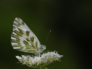 Kk Beneklimelek (Pontia chloridice)