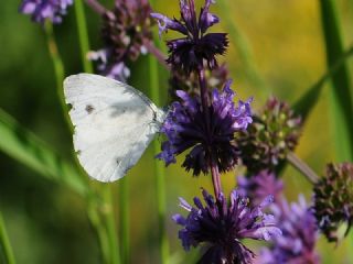 ran Beyazmelei (Pieris persis)