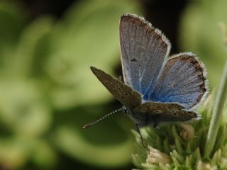 okgzl Kafkasya Erosu (Polyommatus erotulus)