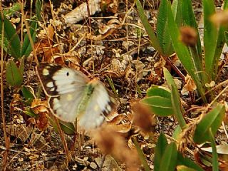 Azeri Azameti (Colias chlorocoma)