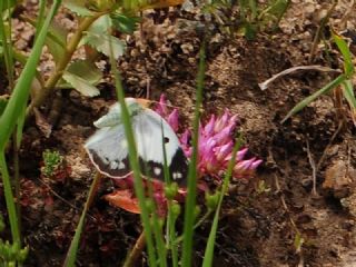 Azeri Azameti (Colias chlorocoma)