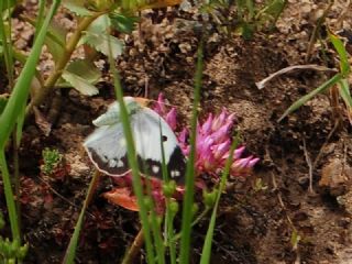 Azeri Azameti (Colias chlorocoma)