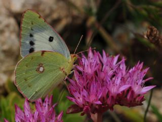 Azeri Azameti (Colias chlorocoma)