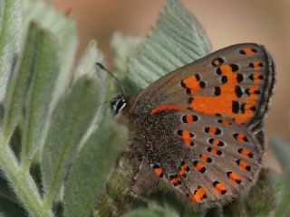 Akbes Gelincii (Tomares nesimachus)