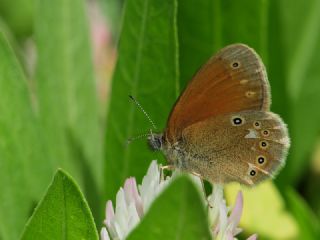 Orman Zpzp Perisi (Coenonympha glycerion)