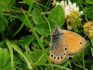 Rus Zpzp Perisi (Coenonympha leander)