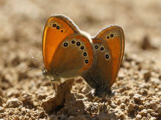 Rus Z�pz�p Perisi&nbsp;(Coenonympha&nbsp;leander)