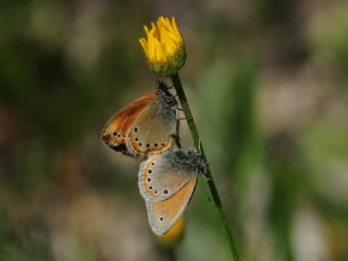Rus Z�pz�p Perisi&nbsp;(Coenonympha&nbsp;leander)