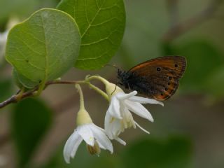 Rus Z�pz�p Perisi&nbsp;(Coenonympha&nbsp;leander)