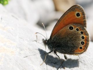 Rus Z�pz�p Perisi&nbsp;(Coenonympha&nbsp;leander)