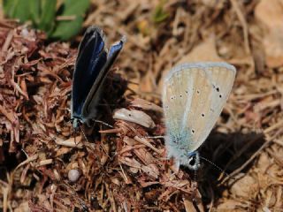 Lacivert Anadolu okgzls (Polyommatus actis )