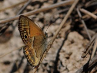 ran Zpzp Perisi (Coenonympha saadi)