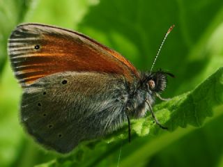 Kafkasya Z�pz�p Perisi&nbsp;(Coenonympha&nbsp;symphita)