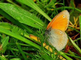 Kafkasya Zpzp Perisi (Coenonympha symphita)