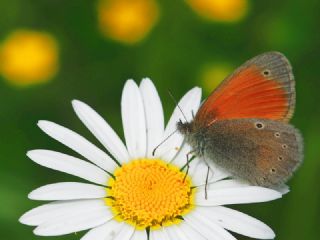 Kafkasya Zpzp Perisi (Coenonympha symphita)