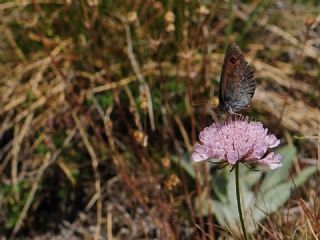 Kafkas Gzelesmeri (Erebia graucasica )