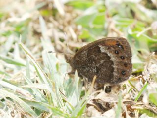 Laz Gzelesmeri (Erebia hewitsonii)