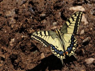 Krlangkuyruk (Papilio machaon)