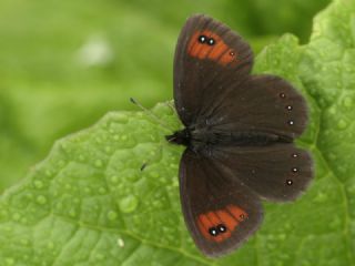 Mecnun Gzelesmeri (Erebia melancholica)