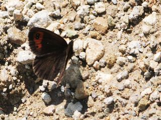 Mecnun Gzelesmeri (Erebia melancholica)