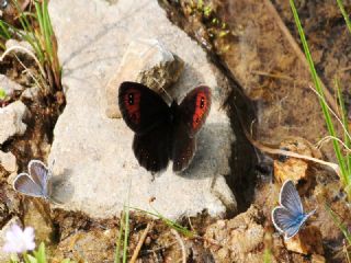 Mecnun Gzelesmeri (Erebia melancholica)