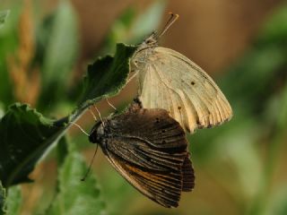 Kaya Esmeri (Kirinia clymene)