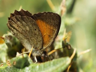 Kaya Esmeri (Kirinia clymene)