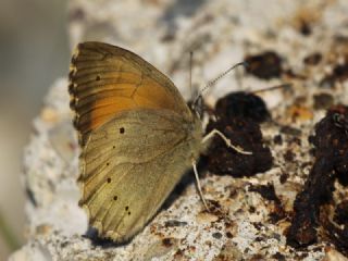 Kaya Esmeri&nbsp;(Kirinia&nbsp;clymene)