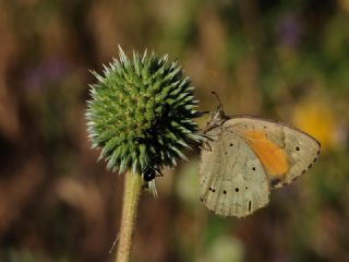 Kaya Esmeri (Kirinia clymene)