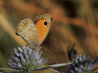 ran Esmerperisi (Hyponephele cadusia)