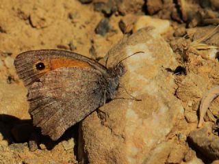 Esmerperi&nbsp;(Hyponephele&nbsp;lupina)