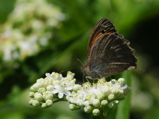 Esmerperi (Hyponephele lupina)