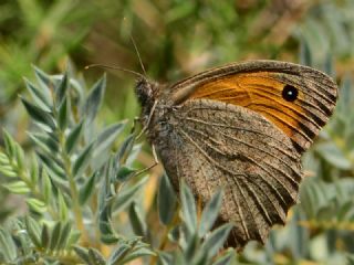 Esmerperi (Hyponephele lupina)