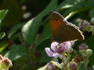 Esmerperi&nbsp;(Hyponephele&nbsp;lupina)