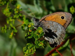 Esmerperi (Hyponephele lupina)