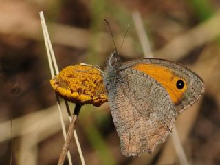 Esmerperi (Hyponephele lupina)