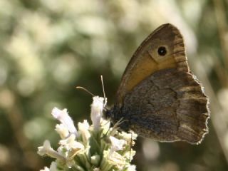 Esmerperi (Hyponephele lupina)