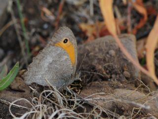 Esmerperi (Hyponephele lupina)