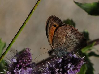 Esmerperi (Hyponephele lupina)