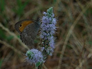 Esmerperi (Hyponephele lupina)